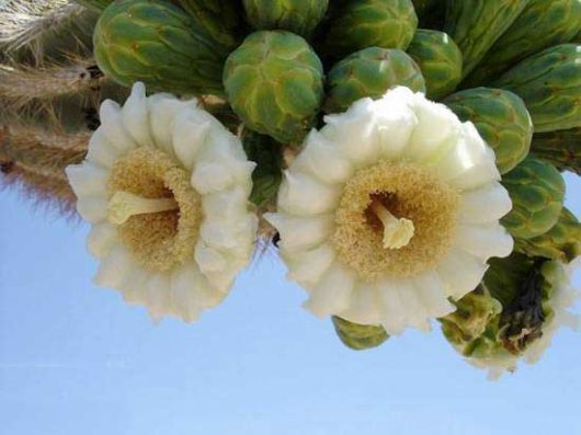 Amazing Saguaro Cactus Of Sonoran Desert