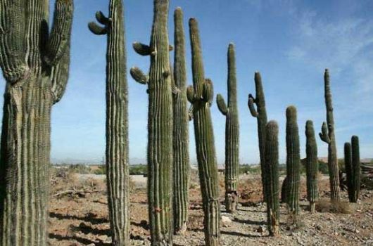 Amazing Saguaro Cactus Of Sonoran Desert