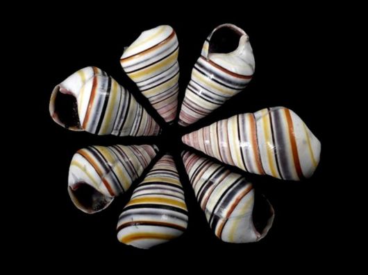 Seashells you have Never Seen Before