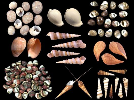 Seashells you have Never Seen Before