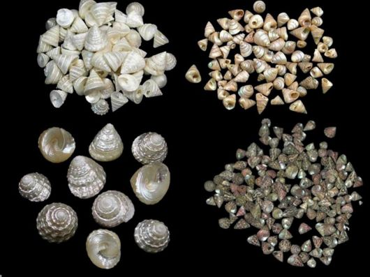 Seashells you have Never Seen Before