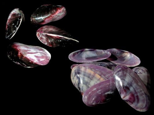 Seashells you have Never Seen Before