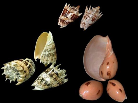 Seashells you have Never Seen Before