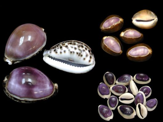 Seashells you have Never Seen Before