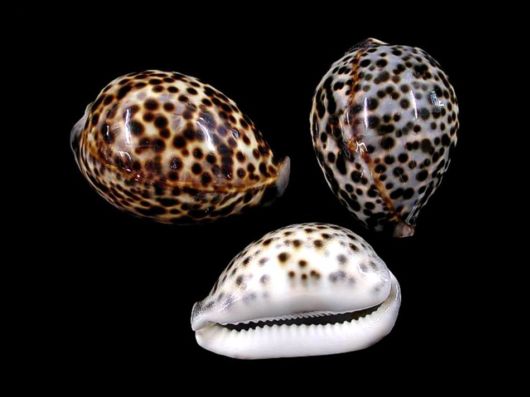 Seashells you have Never Seen Before