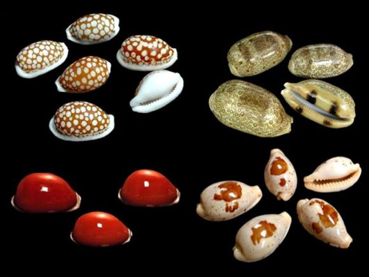 Seashells you have Never Seen Before