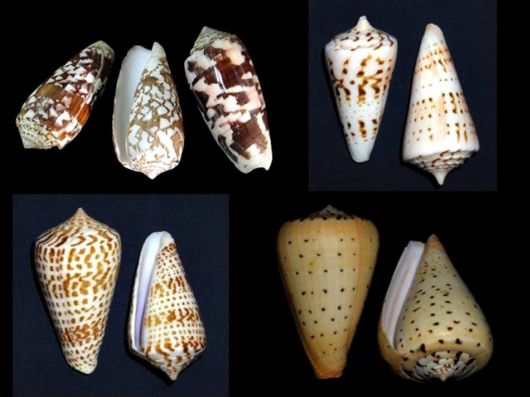Seashells you have Never Seen Before
