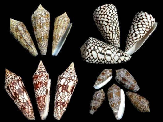 Seashells you have Never Seen Before