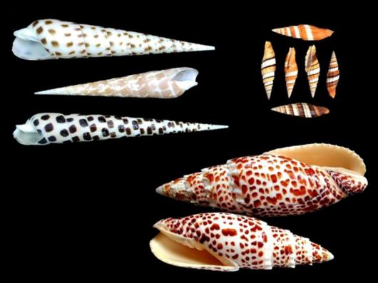 Seashells you have Never Seen Before