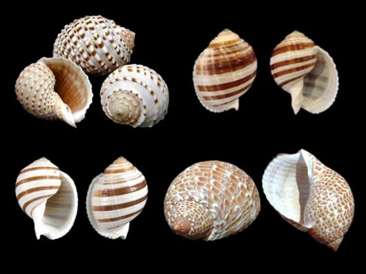 Seashells you have Never Seen Before