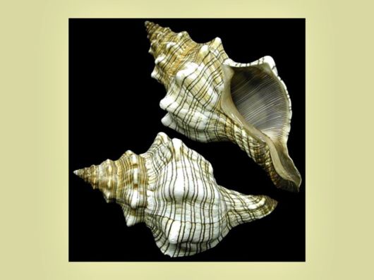 Seashells you have Never Seen Before