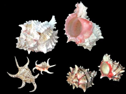 Seashells you have Never Seen Before