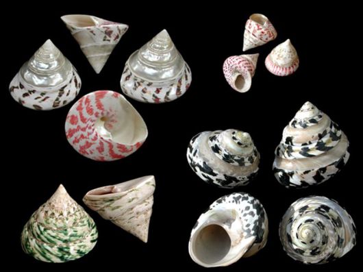 Seashells you have Never Seen Before