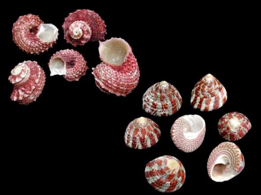 Seashells you have Never Seen Before