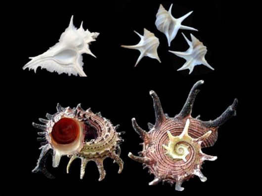 Seashells you have Never Seen Before