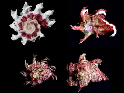Seashells you have Never Seen Before