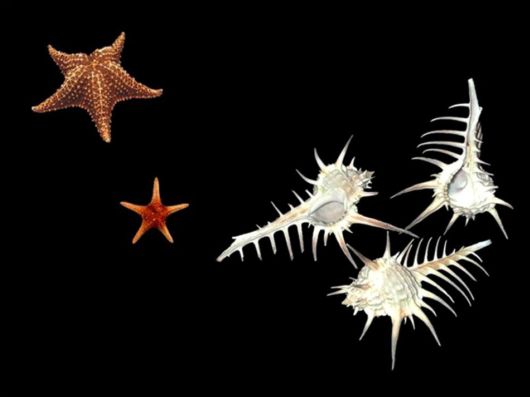 Seashells you have Never Seen Before