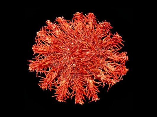 Seashells you have Never Seen Before