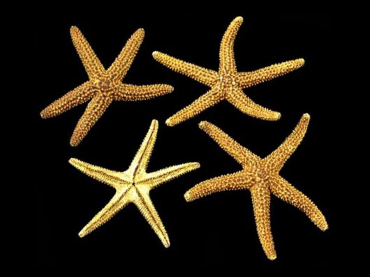 Seashells you have Never Seen Before