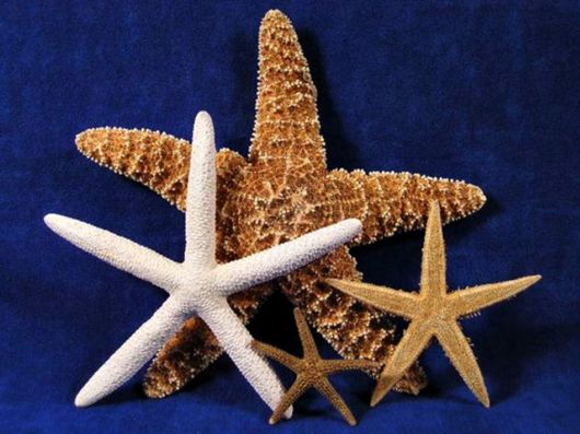 Seashells you have Never Seen Before