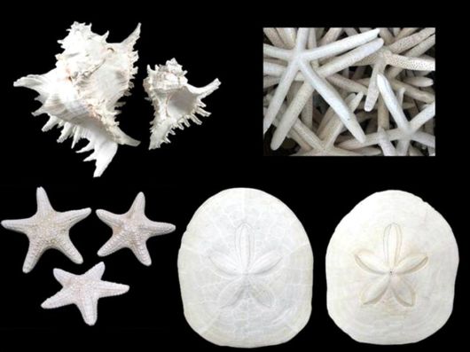 Seashells you have Never Seen Before