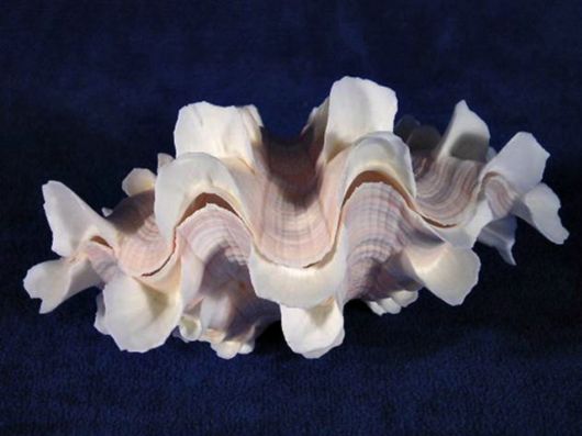 Seashells you have Never Seen Before