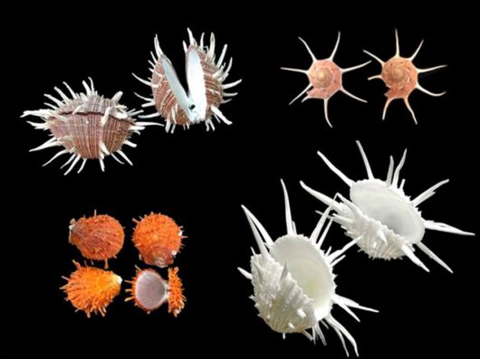 Seashells you have Never Seen Before