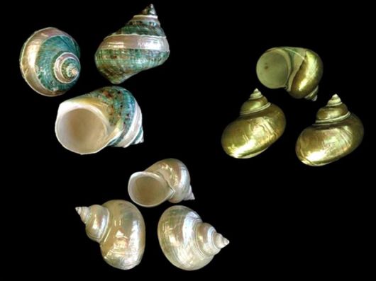 Seashells you have Never Seen Before