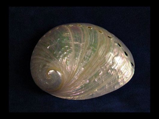 Seashells you have Never Seen Before