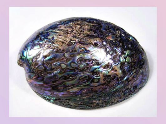 Seashells you have Never Seen Before