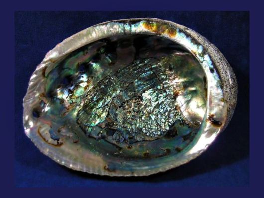 Seashells you have Never Seen Before