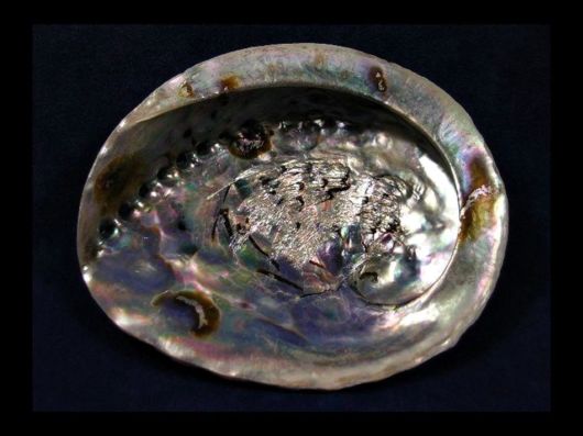 Seashells you have Never Seen Before