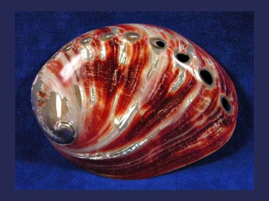 Seashells you have Never Seen Before