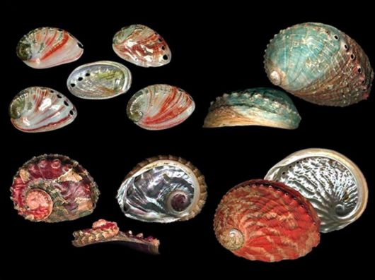 Seashells you have Never Seen Before
