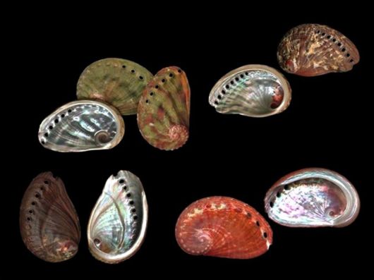 Seashells you have Never Seen Before