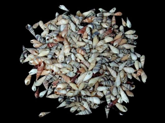 Seashells you have Never Seen Before