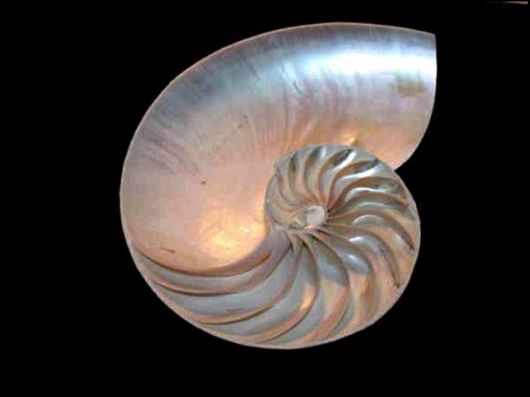 Seashells you have Never Seen Before