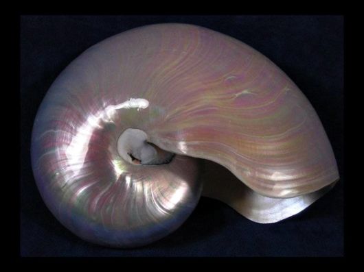 Seashells you have Never Seen Before