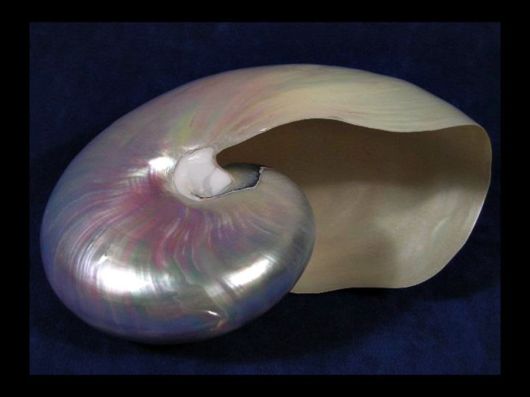 Seashells you have Never Seen Before