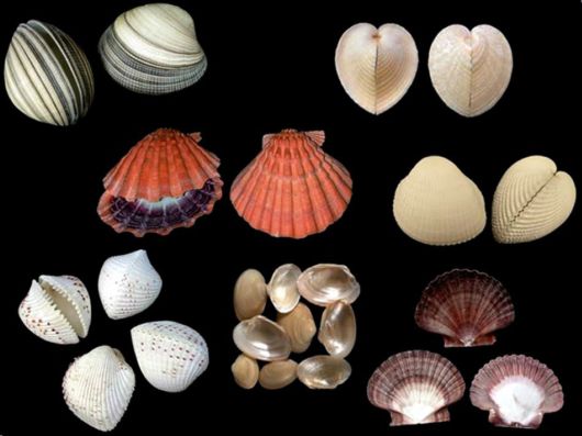 Seashells you have Never Seen Before