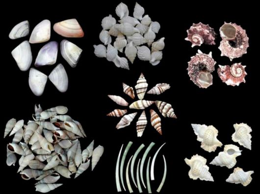 Seashells you have Never Seen Before