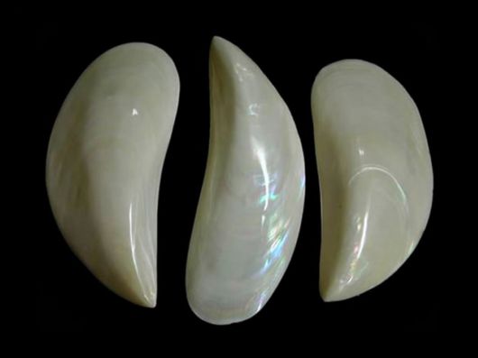 Seashells you have Never Seen Before