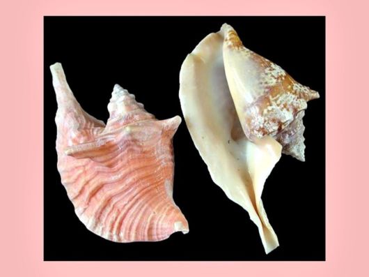 Seashells you have Never Seen Before