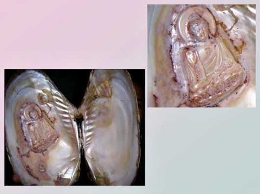 Seashells you have Never Seen Before