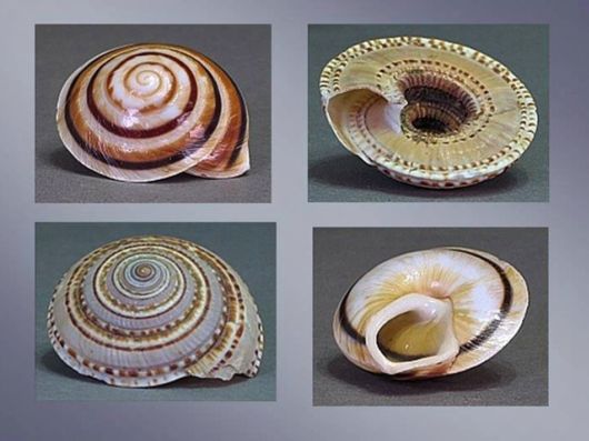 Seashells you have Never Seen Before