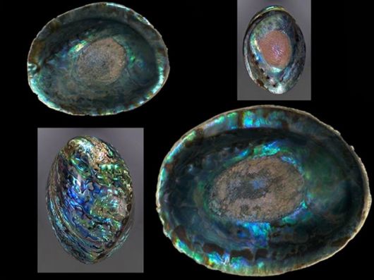 Seashells you have Never Seen Before