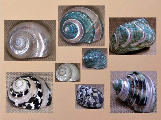 Seashells you have Never Seen Before