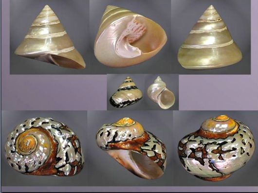Seashells you have Never Seen Before