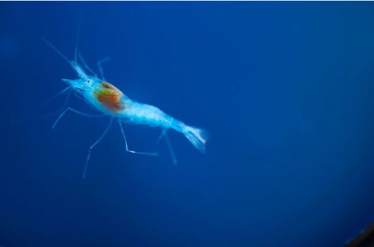 Amazing Underwater Caves In The Bahamas