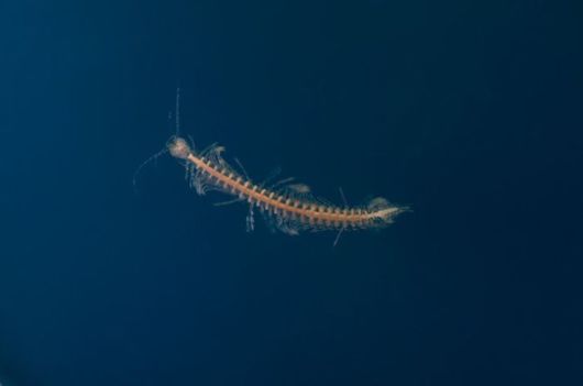 Amazing Underwater Caves In The Bahamas